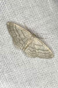 <i>Idaea subsericeata</i>