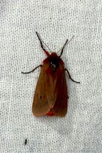 <i>Phragmatobia fuliginosa</i>