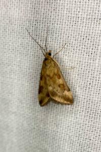 <i>Pyrausta despicata</i>