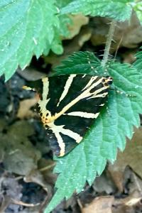 <i>Euplagia quadripunctaria</i>