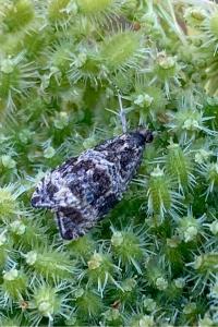 <i>Celypha lacunana</i>