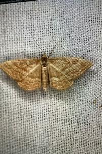 <i>Idaea ochrata</i>