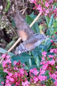 <i>Macroglossum stellatarum</i>
