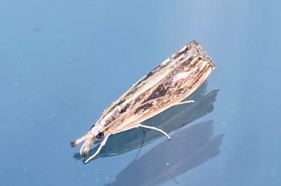 <i>Catoptria verellus</i>