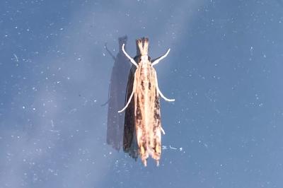 <i>Catoptria verellus</i>
