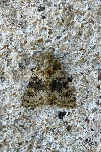 <i>Hecatera dysodea</i>