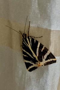 <i>Euplagia quadripunctaria</i>