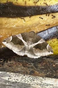 <i>Dysgonia algira</i>