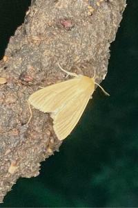 <i>Mythimna pallens</i>