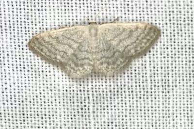 Idaea subsericeata