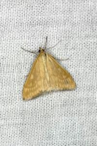 <i>Sitochroa verticalis</i>