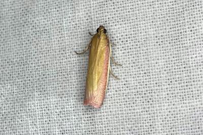 <i>Oncocera semirubella</i>