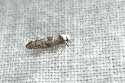 <i>Paraswammerdamia albicapitella</i>