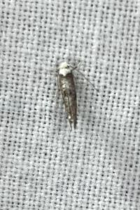 <i>Paraswammerdamia albicapitella</i>