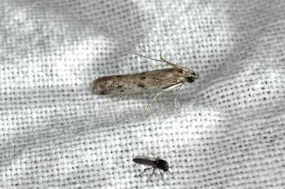 <i>Phycitodes</i>