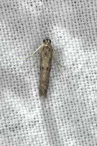 <i>Phycitodes</i>