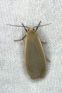 <i>Collita griseola</i>
