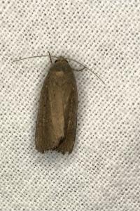 <i>Amphipyra tragopoginis</i>