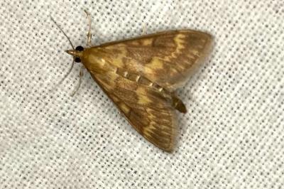 <i>Sitochroa verticalis</i>