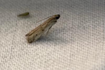 <i>Phycitodes</i>