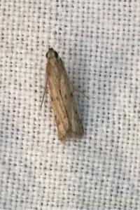 <i>Phycitodes</i>