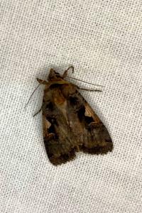 <i>Xestia c-nigrum</i>