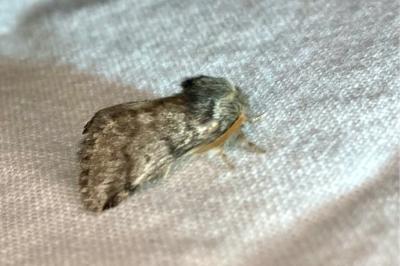 <i>Thaumetopoea pityocampa</i>
