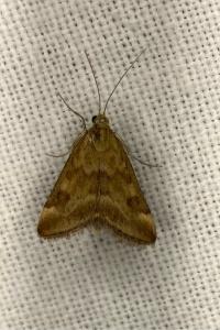 <i>Pyrausta despicata</i>