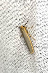 <i>Manulea complana</i>