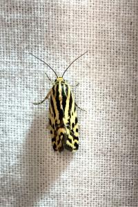 <i>Emmelia trabealis</i>