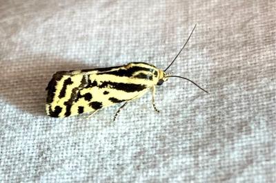 <i>Emmelia trabealis</i>