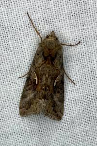 <i>Autographa gamma</i>