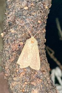 <i>Mythimna</i>