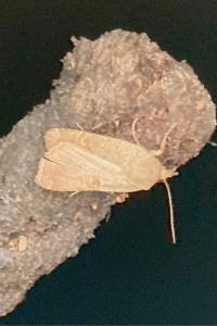 <i>Noctua comes</i>