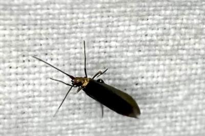 <i>Adela reaumurella</i>