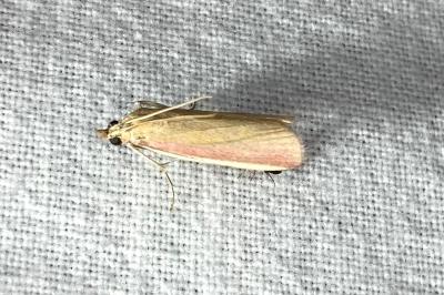 <i>Oncocera semirubella</i>