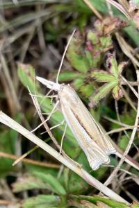 <i>Ancylolomia tentaculella</i>