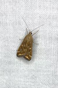 <i>Loxostege sticticalis</i>