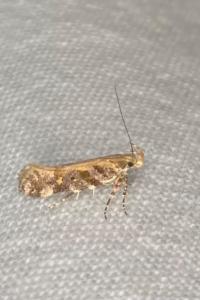 <i>Aristotelia</i>