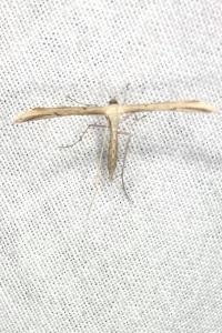 <i>Emmelina monodactyla</i>