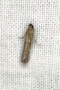 <i>Phycitodes</i>