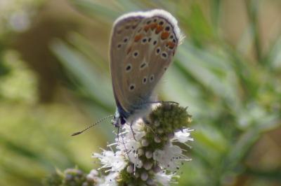 <i>Polyommatus icarus</i>