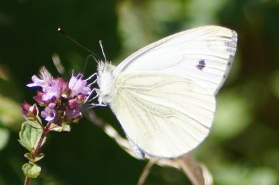 <i>Pieris napi</i>