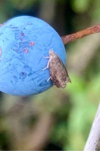 <i>Grapholita funebrana</i>