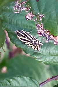 <i>Emmelia trabealis</i>