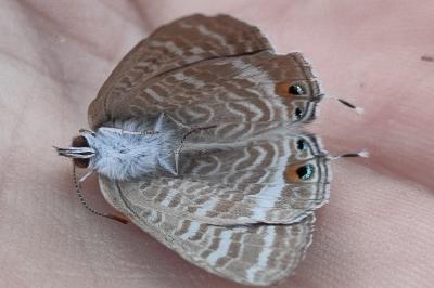 <i>Lampides boeticus</i>