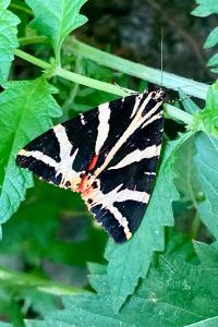 <i>Euplagia quadripunctaria</i>