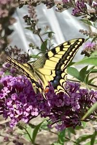 <i>Papilio machaon</i>