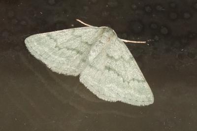 <i>Pseudoterpna pruinata</i>