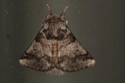 <i>Thaumetopoea processionea</i>